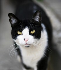 Fototapeta premium cat, kitten, affectionate, animal, yellow, eyes, black, white, small, affectionate, domestic, feline, humor, graceful, street, happy, outdoor, mammal, pet