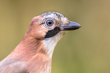 Curious Eurasian Jay head on bright background