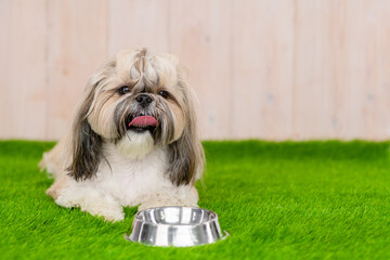 Naklejka na ściany i meble Shih tzu puppy lies with bowl on the green grass. Empty space for text