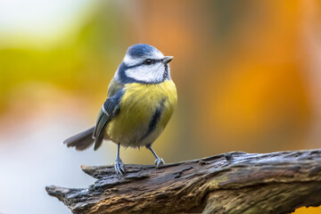 Eurasian Blue Tit perched on log with colorful background