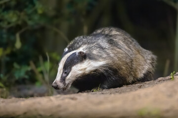 European badger foraging at night