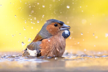 Male common chaffinch bird portrait while bathing