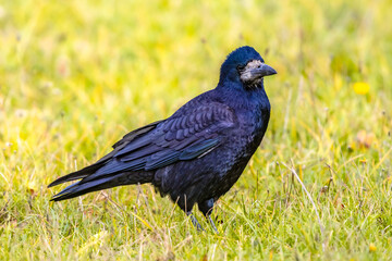 Portrait of Eurasian rook