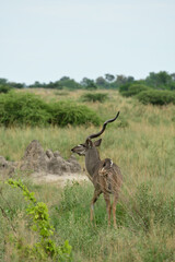 Deer in the wild
