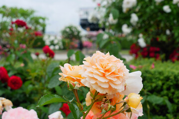 日本、5月のバラの花
