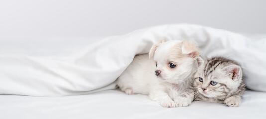 Longhaired Chihuahua puppy and tabby kitten sit together under white warm blanket on a bed at home and look away on empty space
