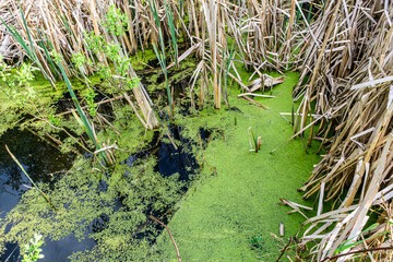 cattail and duckweed on the lake