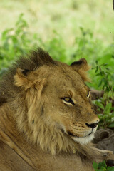 portrait of a lion