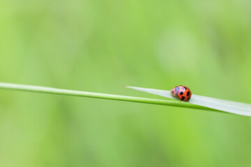 Fototapeta premium Ladybug on grass macro close up green nature background.