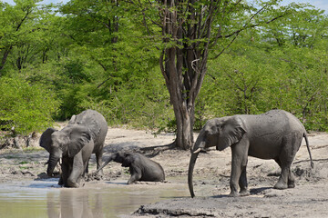 Fototapeta premium Shower time