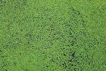Green duckweed cover the water