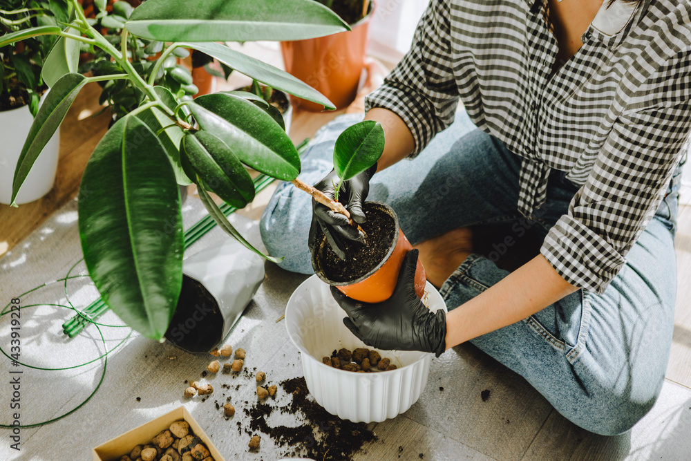 Wall mural woman transplanting flowers in bigger pots at home