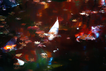 Fototapeta na wymiar 日本庭園の池の鯉（日本） 