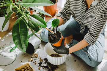 woman transplanting flowers in bigger pots at home