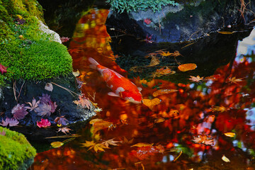 日本庭園の池の鯉（日本）
