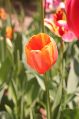 花畑 チューリップ オレンジ さわやか 優美 可憐 花びら 美しい きれい 春 葉っぱ