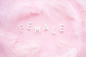 The inscription female from plaster white letters on a pink background with feathers. Gender determination or decorative poster.