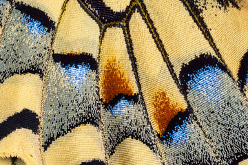 Schwalbenschwanz Fl&uuml;gel