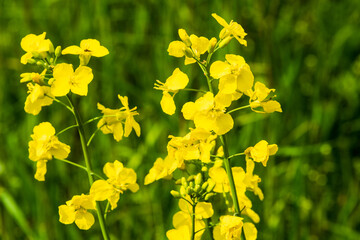 Gelb und grün, Rapspflanzen(Brassicaceae)  in voller Blüte im Mai