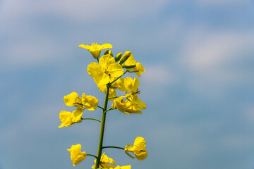 Rapspflanze (Brassicaceae) gelb grün vor blauem himmel
