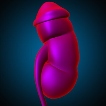 Human Urinary System Kidneys with Bladder Anatomy For Medical Concept 3D Rendering