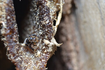 Lebah kelulut or meliponini is a stingless bee that produces honey just like honey bees