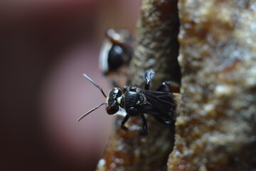 Lebah kelulut or meliponini is a stingless bee that produces honey just like honey bees