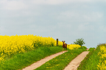 Ein Rehbock auf dem Feldweg eines in voller Blüte stehendes  Rapsfeldes