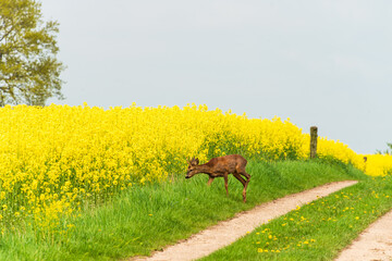 Ein Rehbock auf dem Feldweg eines in voller Blüte stehendes  Rapsfeldes