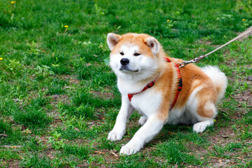 The Japanese breed of dog Akita Inu lies on the background of the green grass of the city lawn.