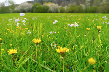 meadow with dandelions