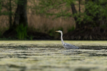 Ein Graureiher steht im See und beobachtet 