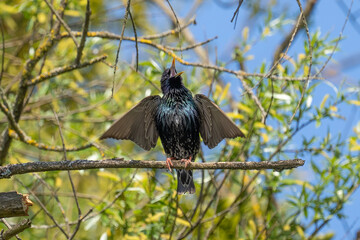 Ein Star sitzt auf einen Ast und zwitschert mit ausgestreckten Flügeln