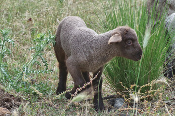 a black lamb front view