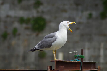 a singing white seagull