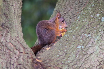 a squirrel on a tree eating a cracker