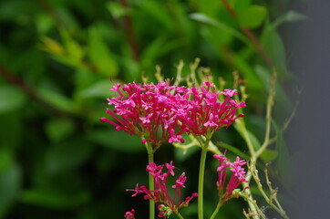 a pink plant closeup view
