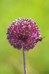 a pink flower closeup view