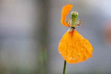 poppy flower in the garden