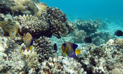 Naklejka na ściany i meble Beautiful fish on the Red Sea reef.