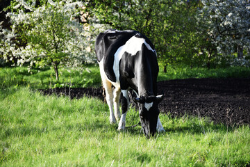 Black and white cow eating grass,village wildlife