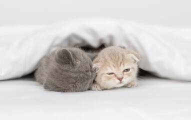 Two playful kittens play under a warm blanket on a bed at home