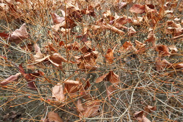 公園のドウダンツツジに散る枯れ葉風景