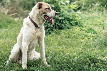 Asian Shepherd dog portrait on the green grass background