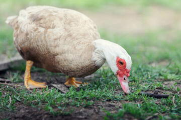 Nice domestic muscovy duck is eating grass in the yardbeak