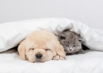 Cute kutten sleeps with Golden retriever puppy under white warm blanket on a bed at home