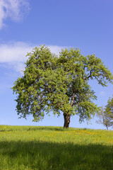 green tree under blue sky and springtime lawn