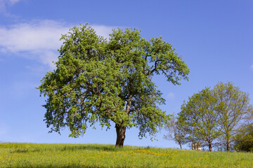 green tree under blue sky and springtime lawn