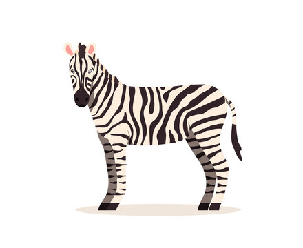 African zebra. Animal design. Vector illustration isolated on white background