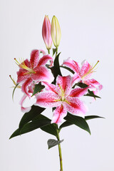 Pink lily on white background